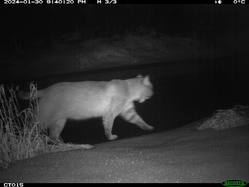 A Bobcat walking along stream at night